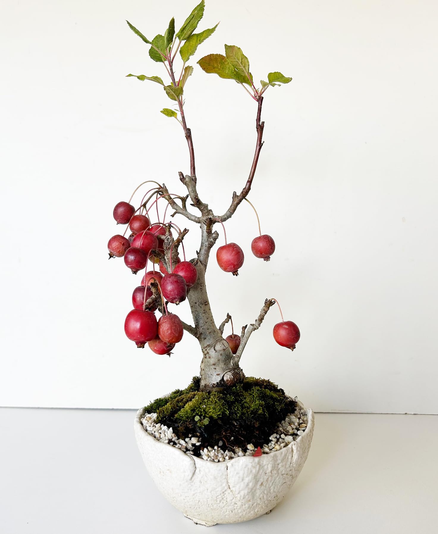 Amazon.co.jp: 初夏に美しい白い花、実がなり秋には真っ赤な実が